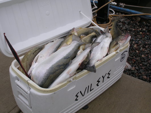 walleye charter fishing catch of the day